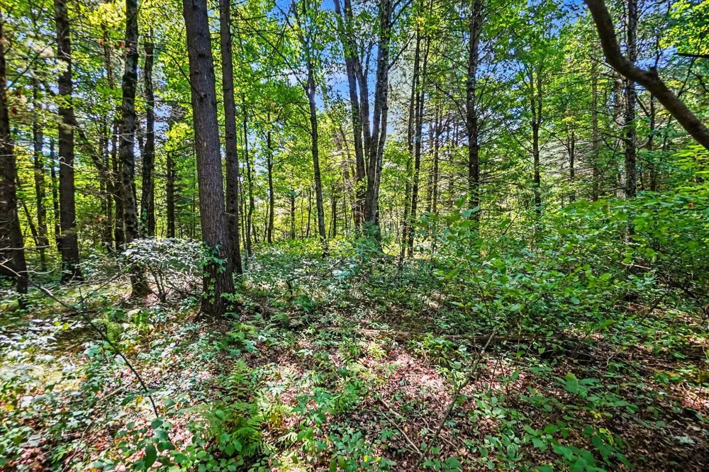 1 Mile Road Morley, MI 49336