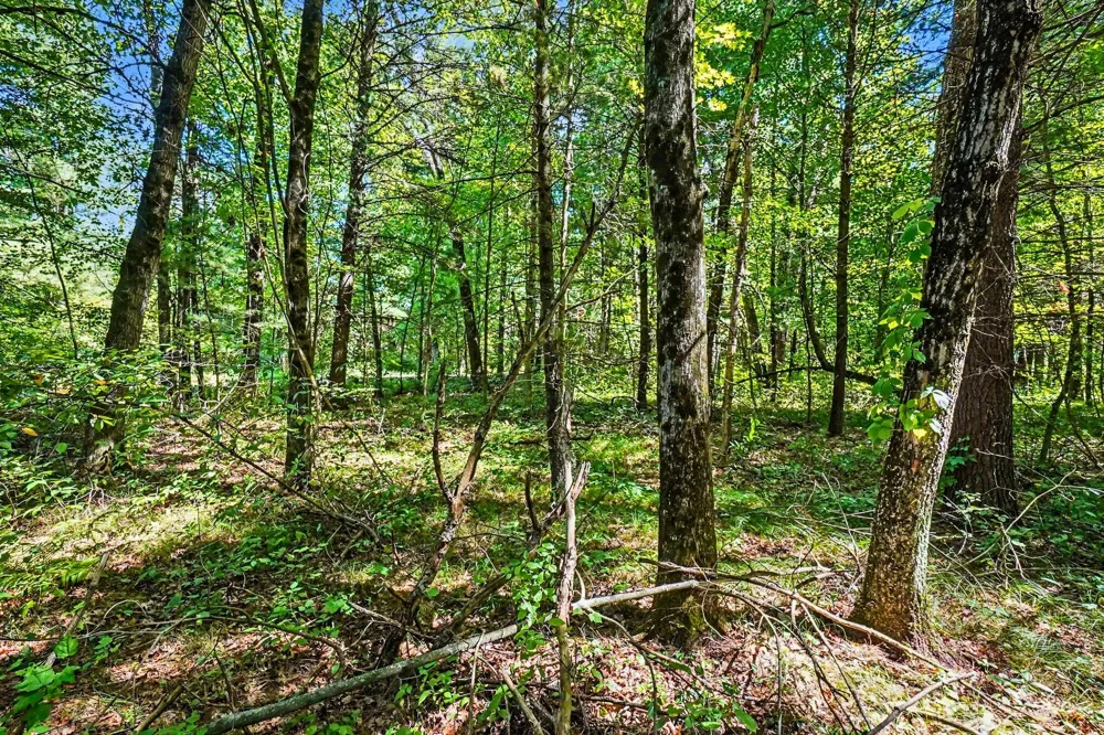 1 Mile Road Morley, MI 49336