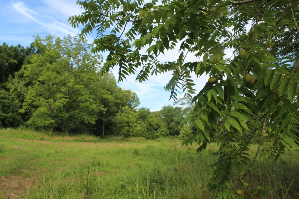 11517 Mt Carmel Rd Decaturville, TN 38329