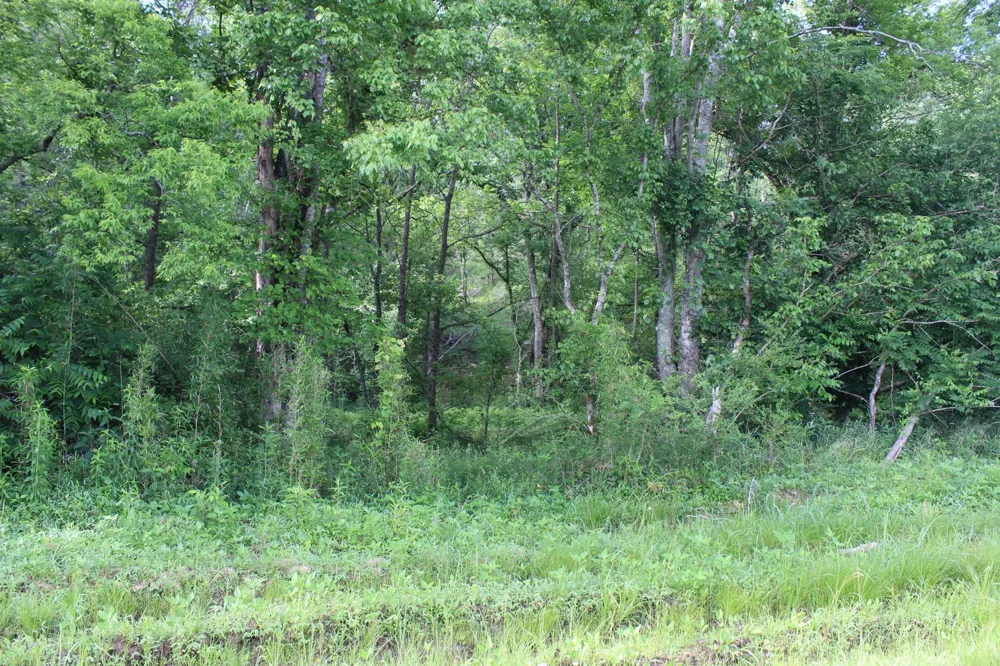 11517 Mt Carmel Rd Decaturville, TN 38329