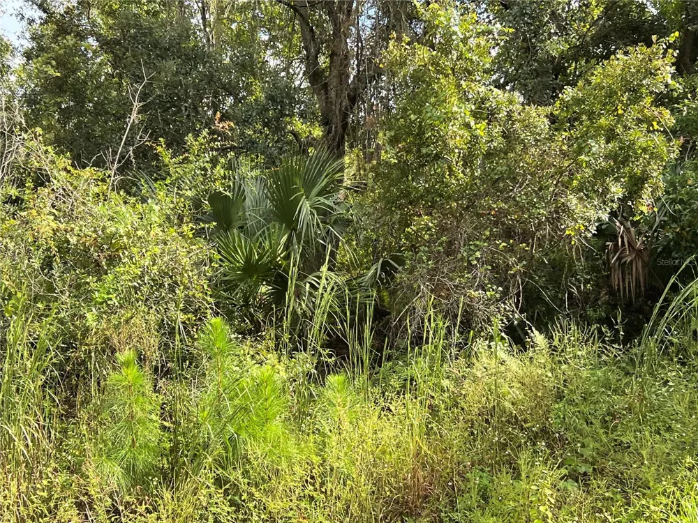 COUNTY ROAD 48 Yalaha, FL 34797