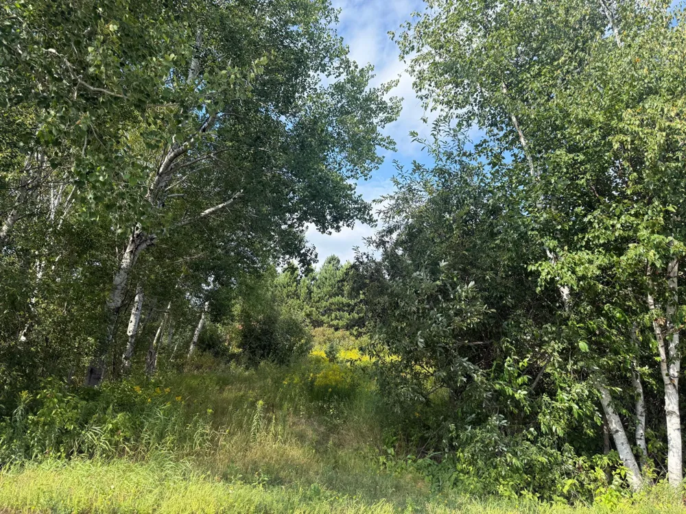 5 Evelyn Street Esko, MN 55733