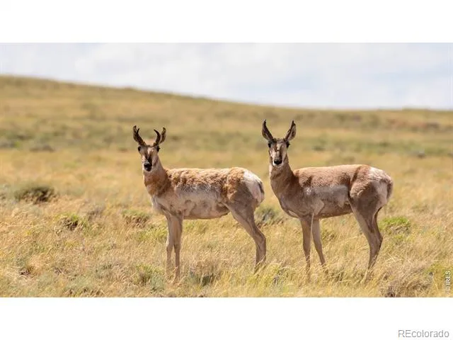 3513 County Road 89 Red Feather Lakes, CO 80545