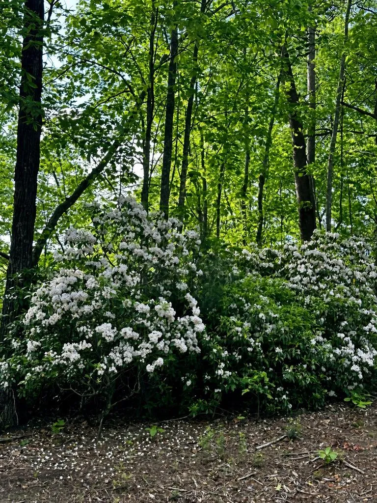 Lot 4 Blue Horizon Drive Blue Ridge, GA 30513