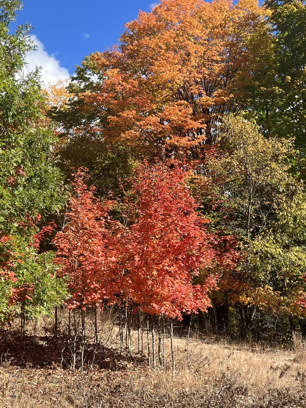 820 Backcountry Drive East Bay Township, MI 49696