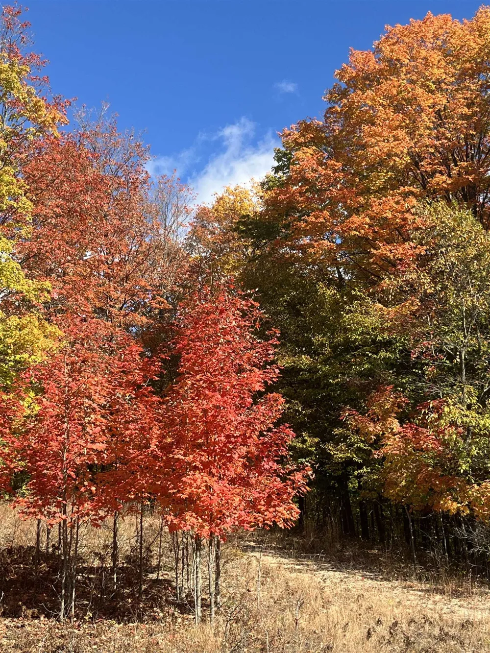 896 Backcountry Drive East Bay Township, MI 49696