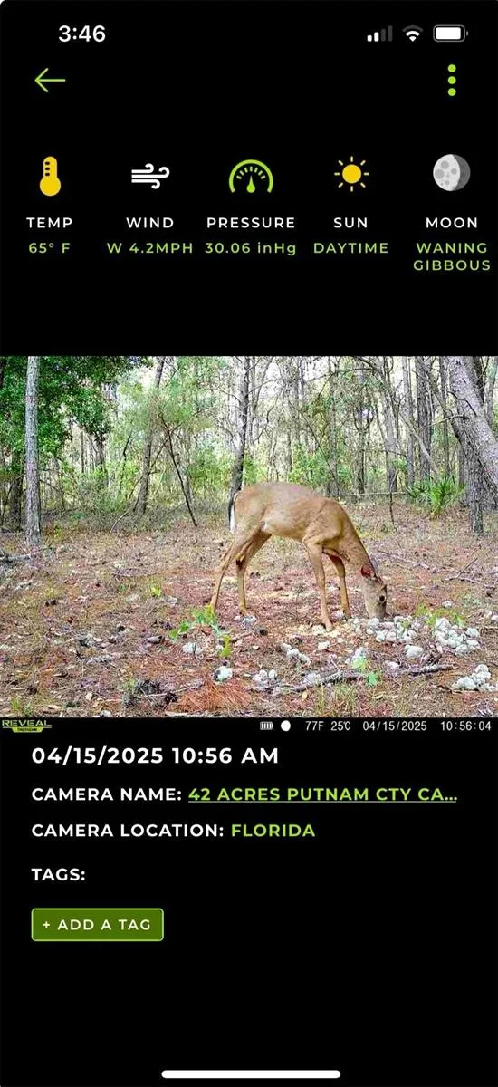 OLD BELLAMY TRAIL Melrose, FL 32666