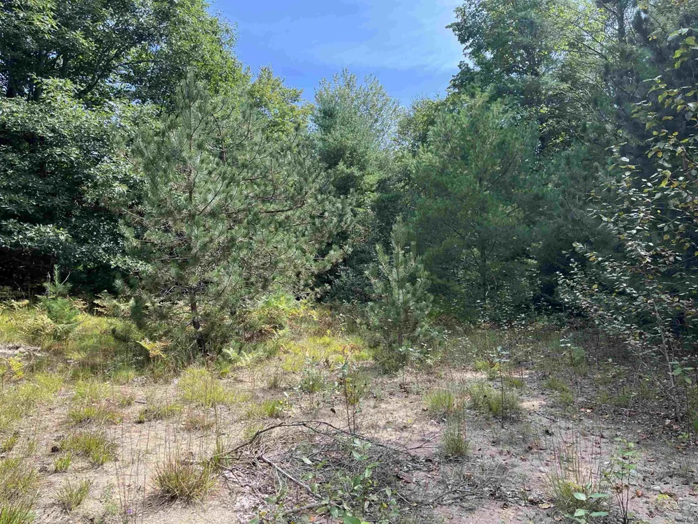 Cedar Lake Road Greenbush Township, MI 48738