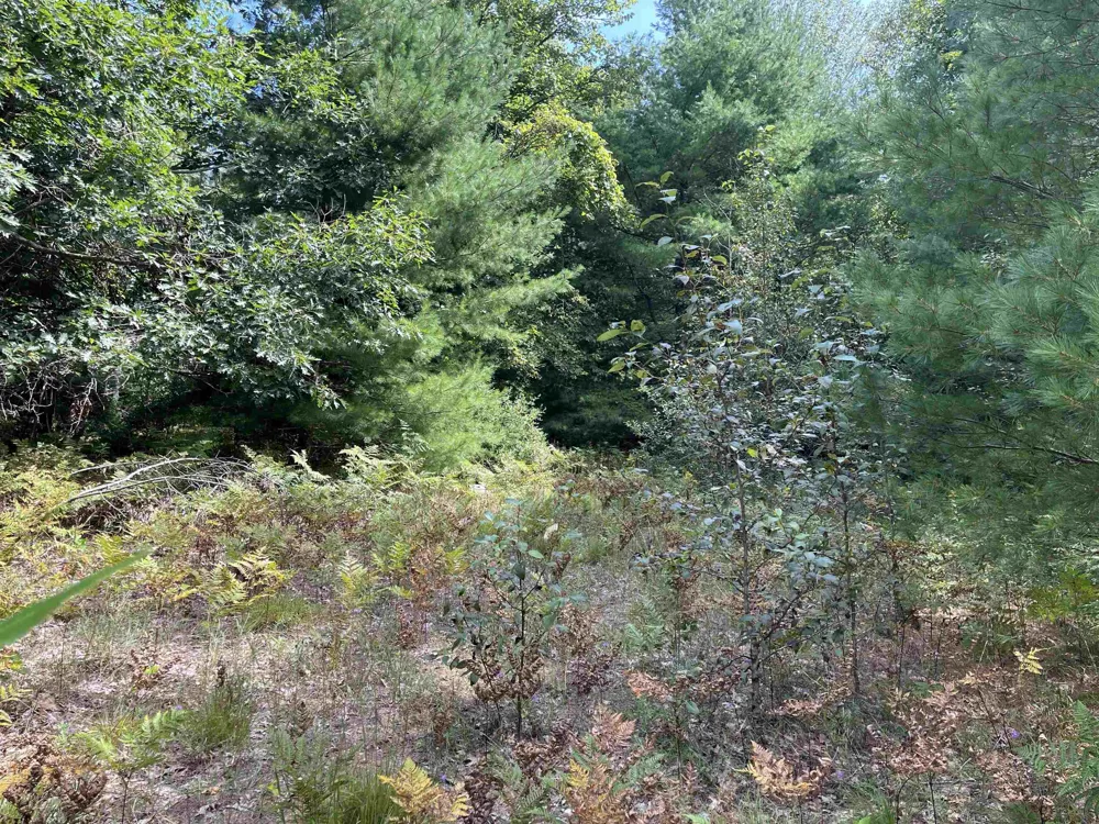 Cedar Lake Road Greenbush Township, MI 48738