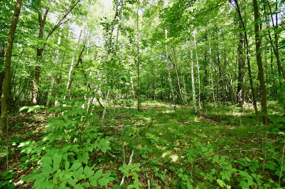 12231 Scott Lake Road Deerwood, MN 56444