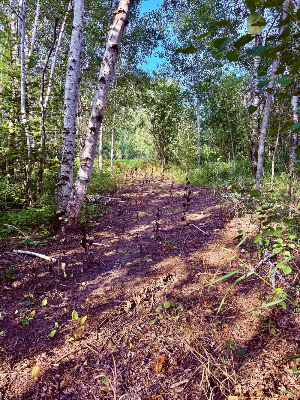 29386 685th Avenue Roosevelt, MN 56673
