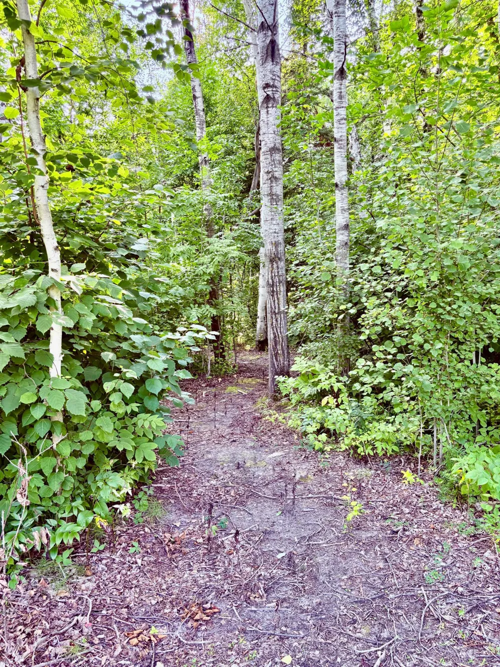 29386 685th Avenue Roosevelt, MN 56673