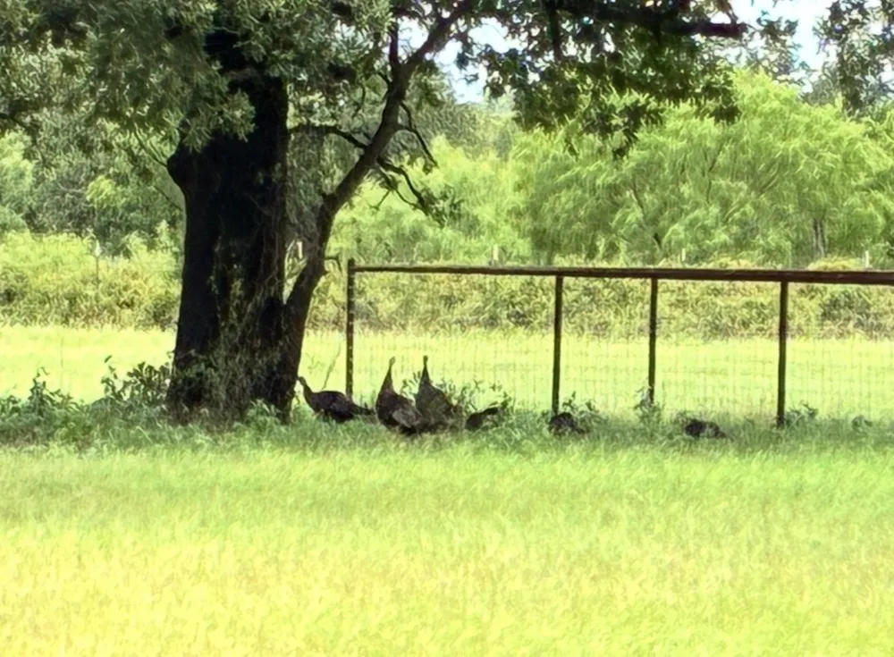 1402 County Road 185 Stephenville, TX 76401