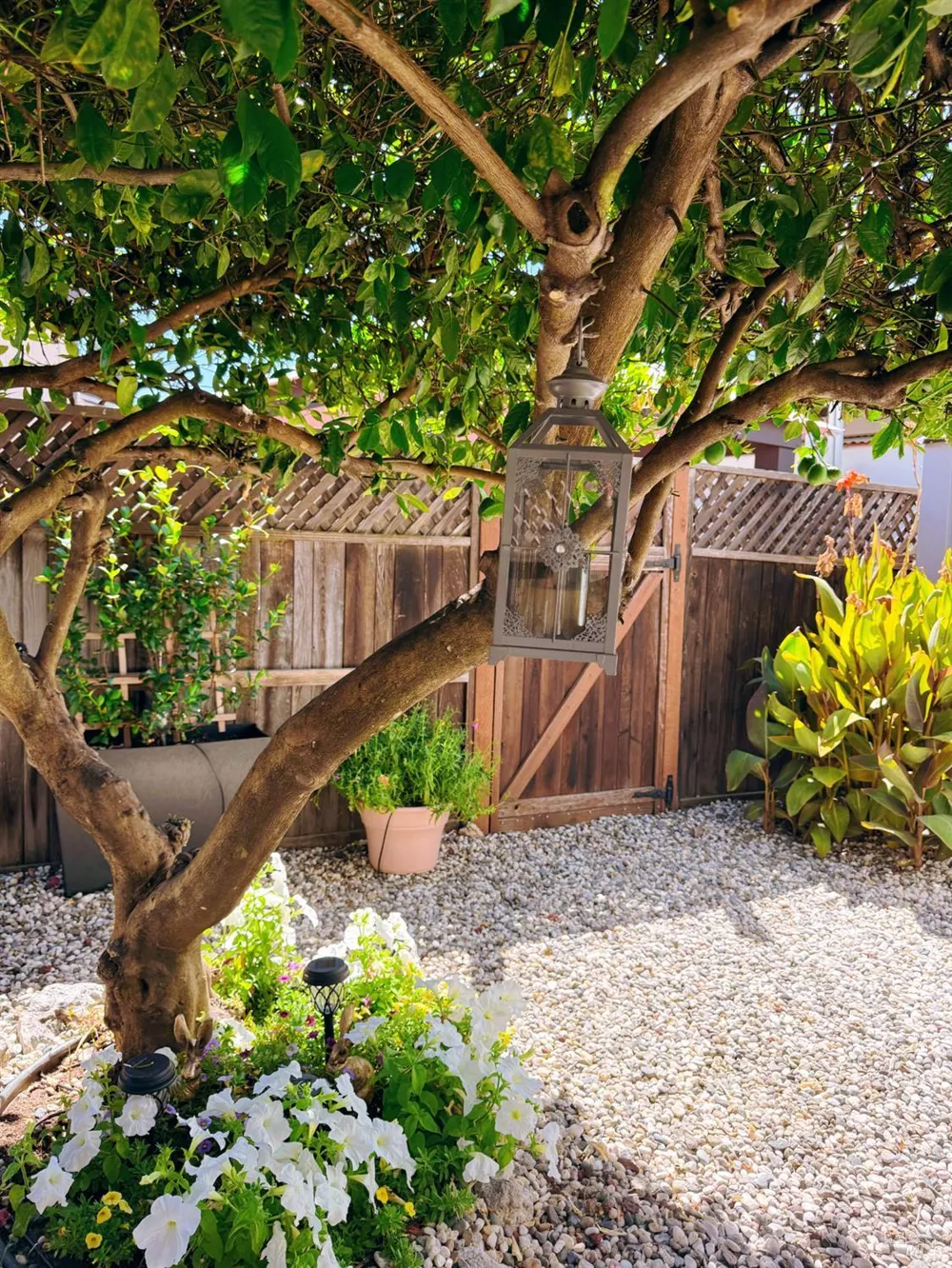 705 Sequoia Street Windsor, CA 95492