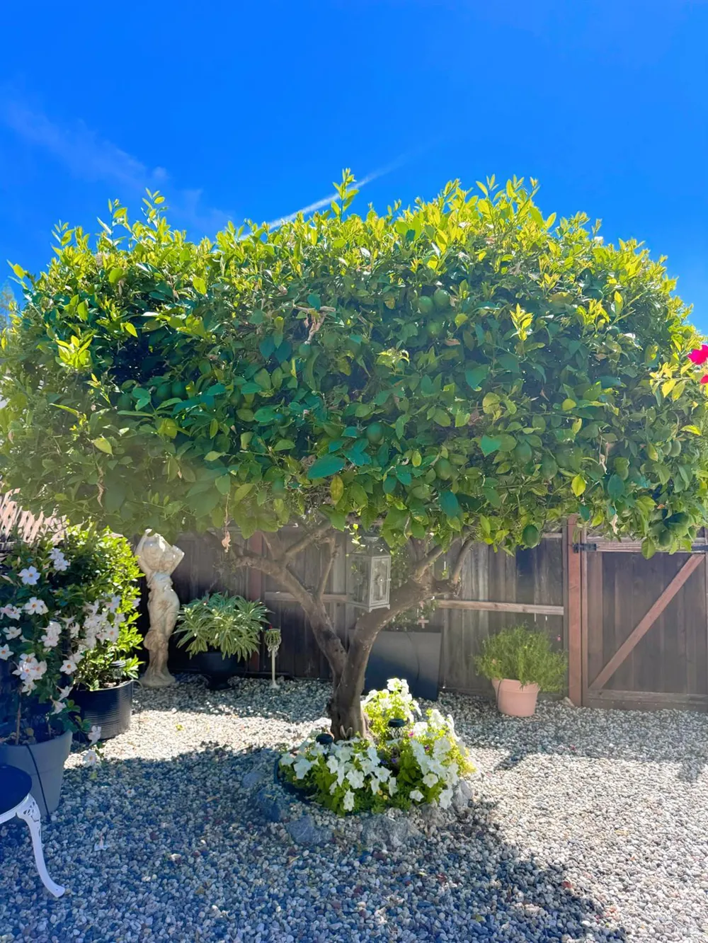 705 Sequoia Street Windsor, CA 95492
