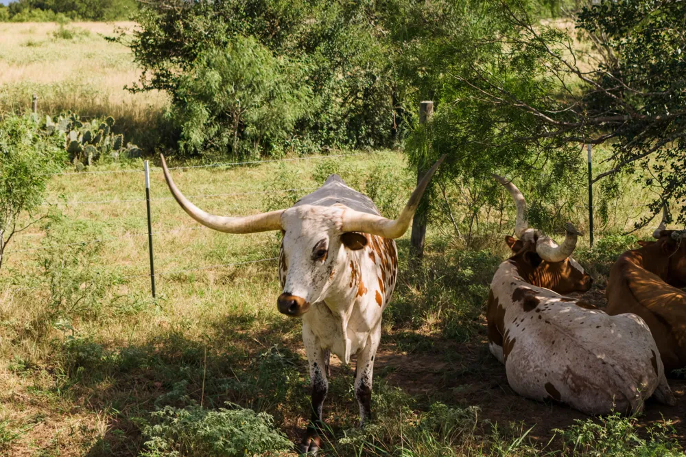 625 Callihan Road Luling, TX 78648