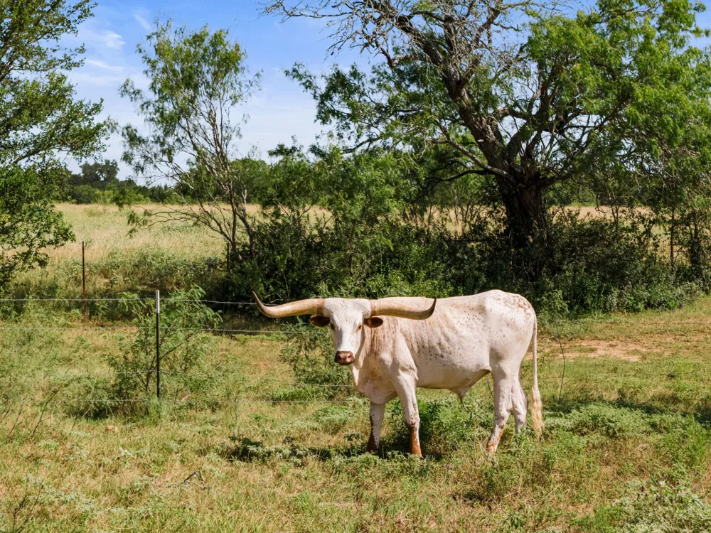 625 Callihan Road Luling, TX 78648