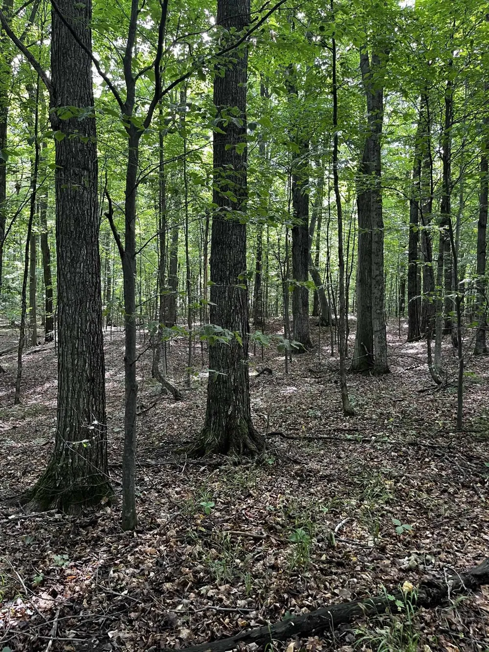 7745 Kingsley Road Paradise Township, MI 49649