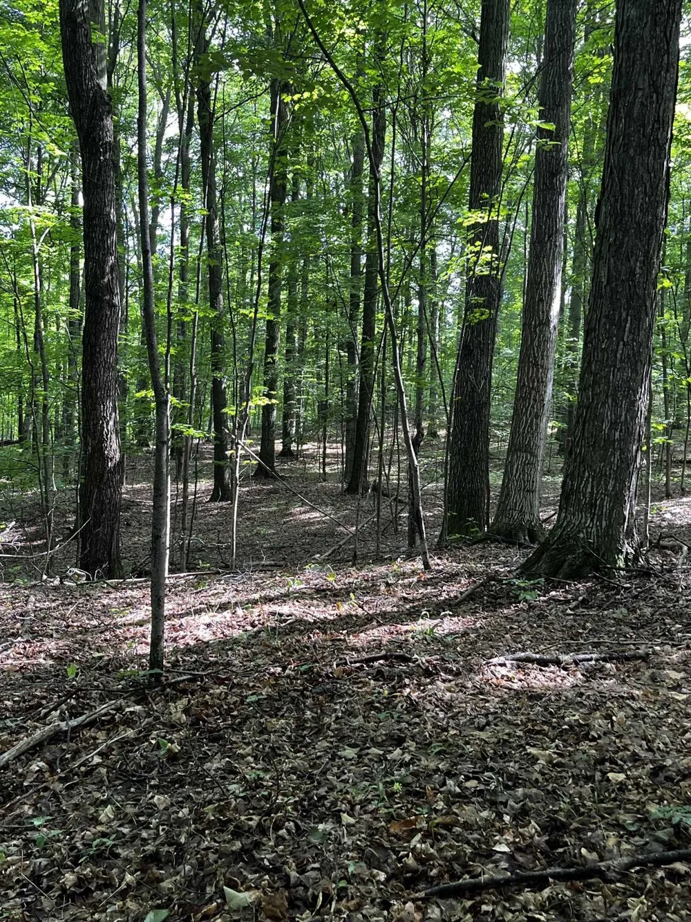 7745 Kingsley Road Paradise Township, MI 49649