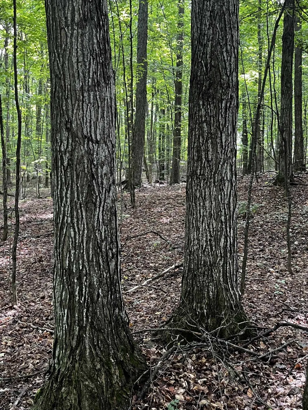 7745 Kingsley Road Paradise Township, MI 49649
