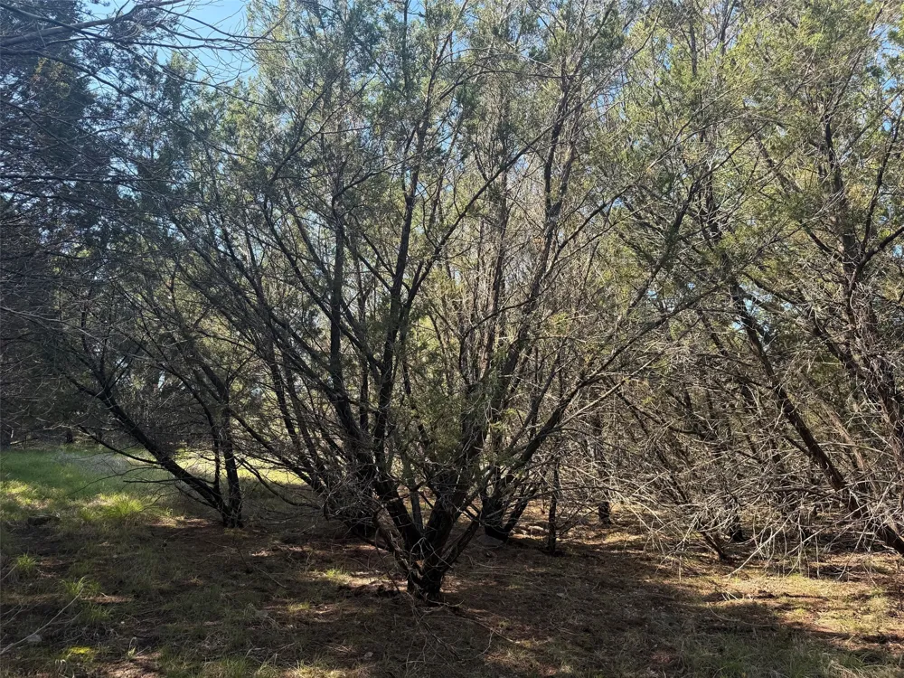 County Road 2644 Lometa, TX 76853