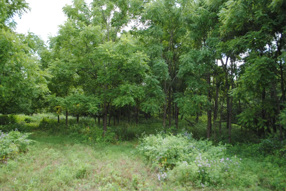 3199 Luna Drive Dexter, MI 48130