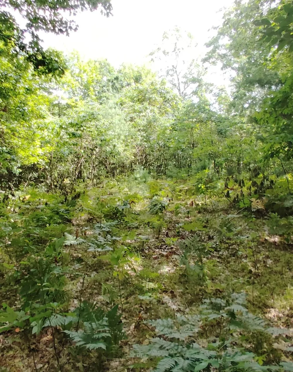 3 S Frank Smith Road Chase, MI 49623