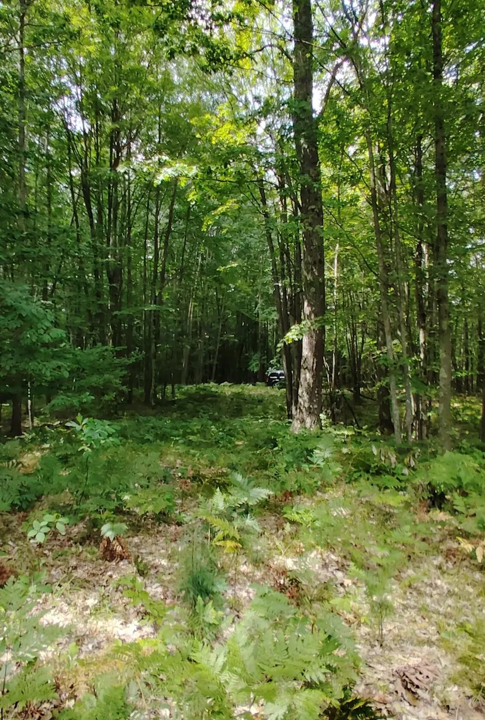 3 S Frank Smith Road Chase, MI 49623