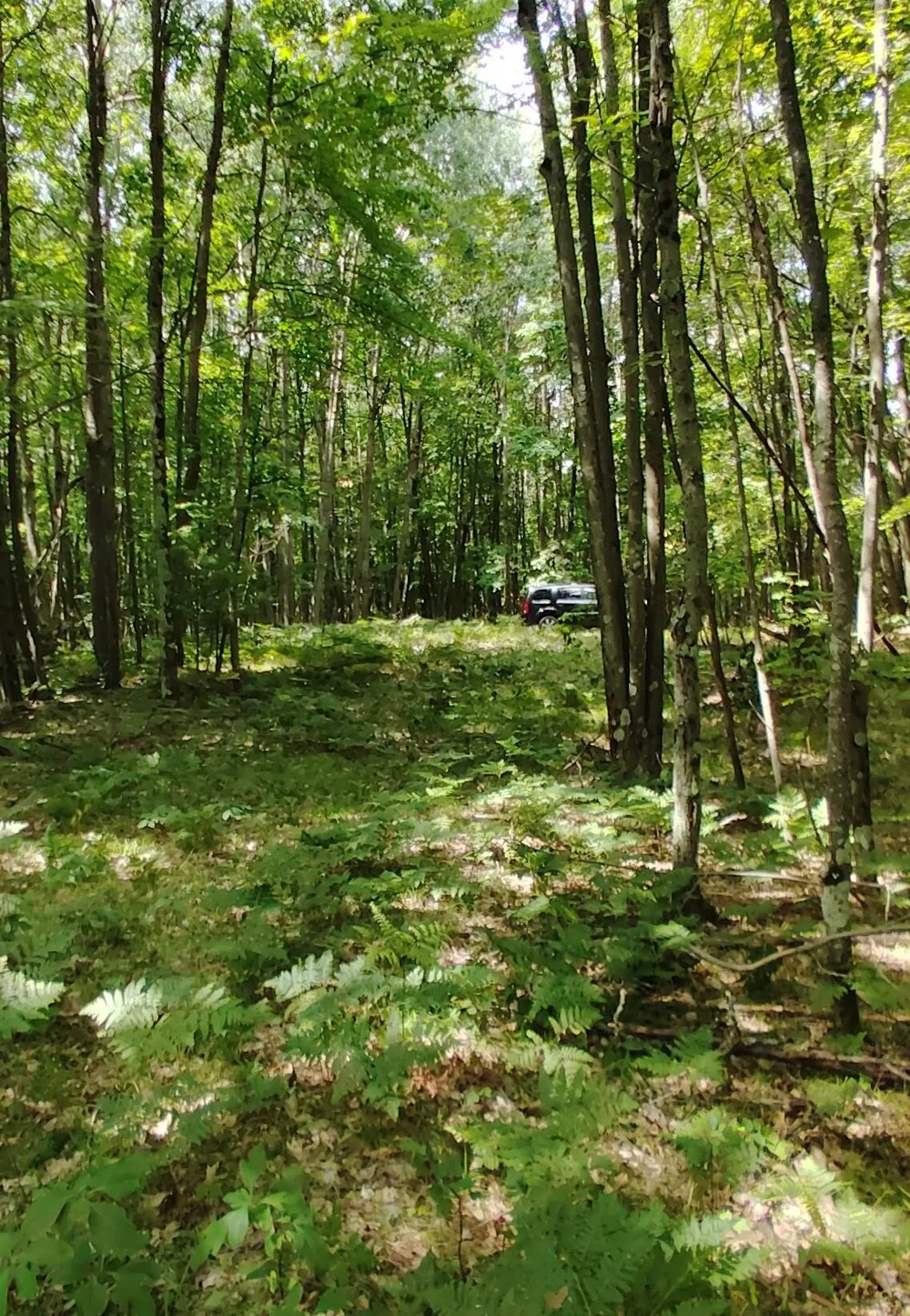 3 S Frank Smith Road Chase, MI 49623