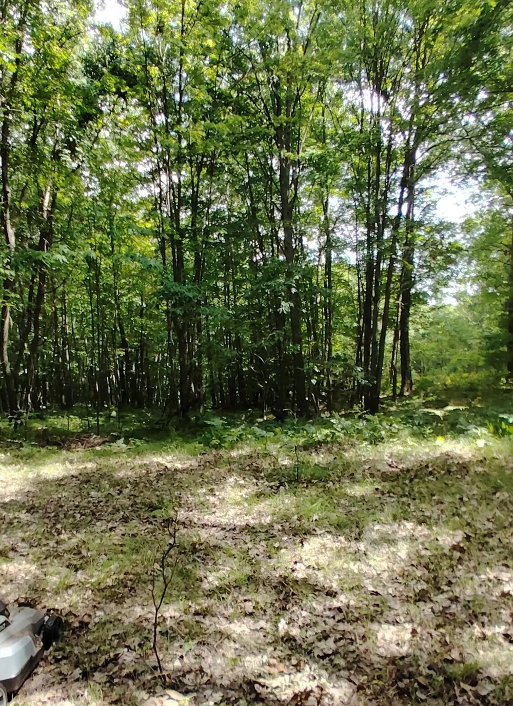 3 S Frank Smith Road Chase, MI 49623