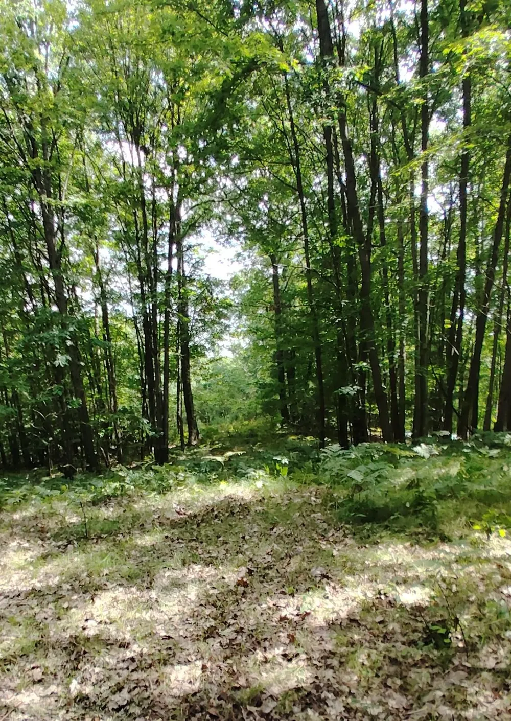 3 S Frank Smith Road Chase, MI 49623
