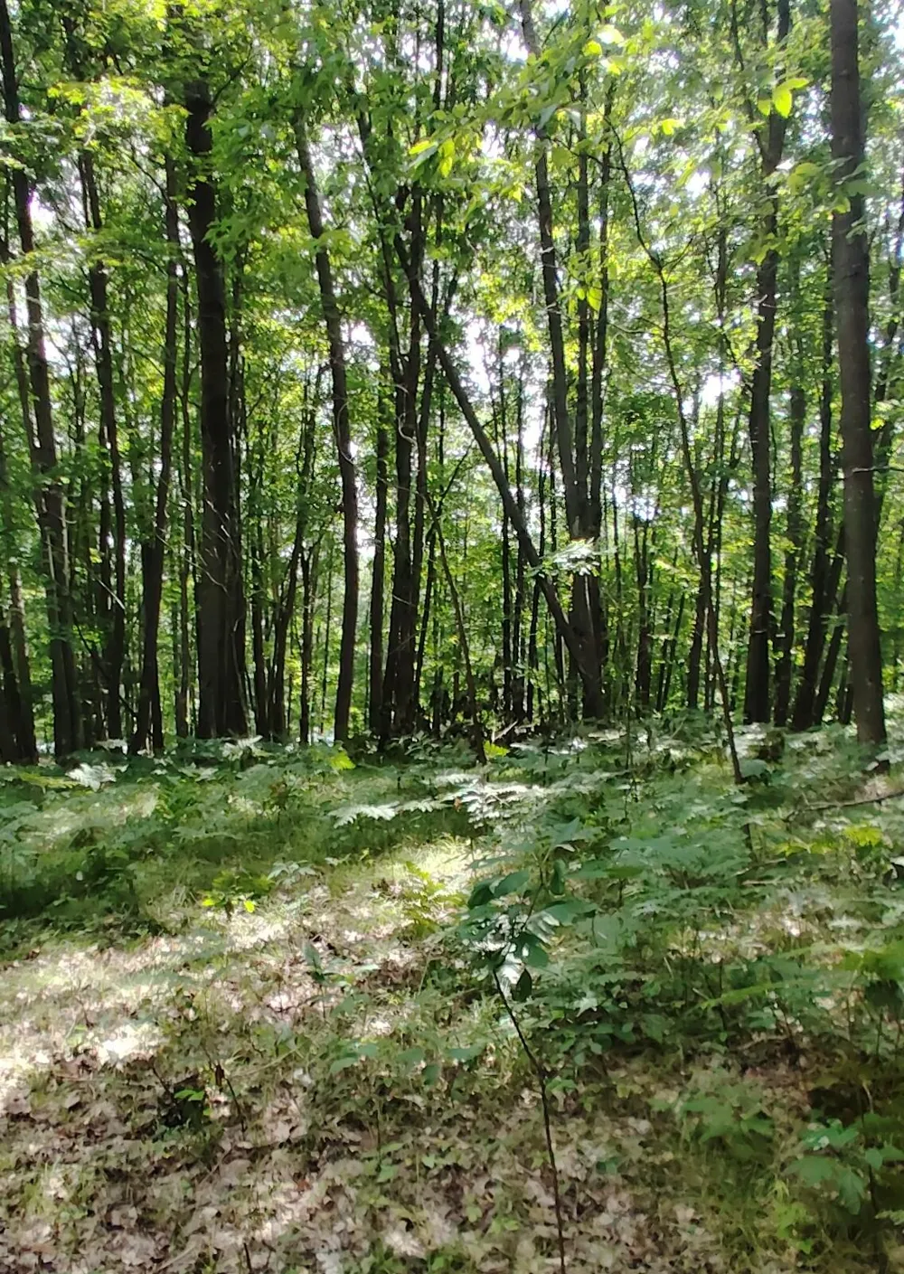 3 S Frank Smith Road Chase, MI 49623