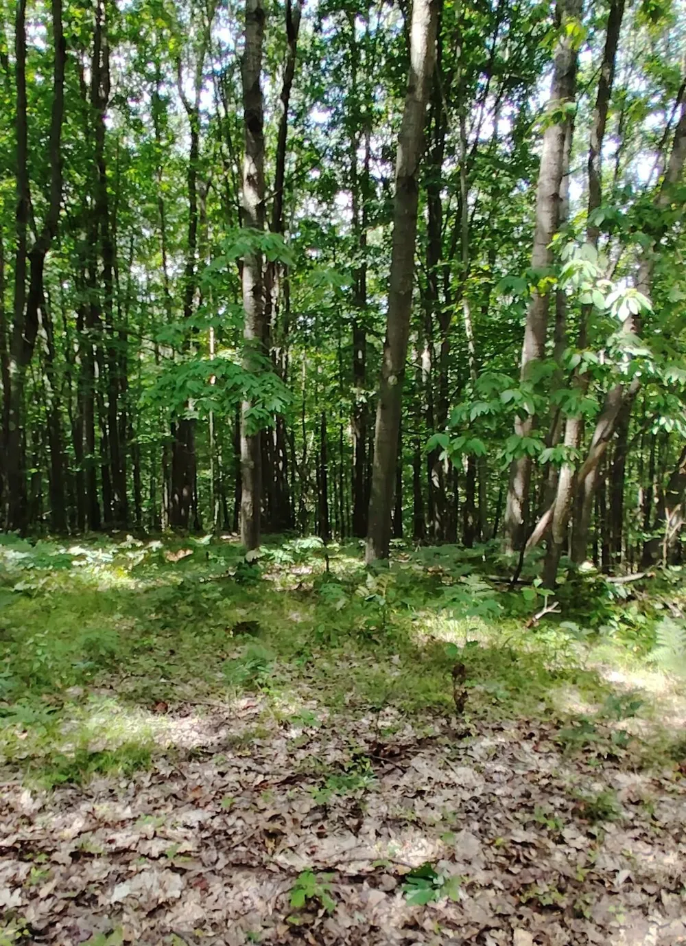 3 S Frank Smith Road Chase, MI 49623