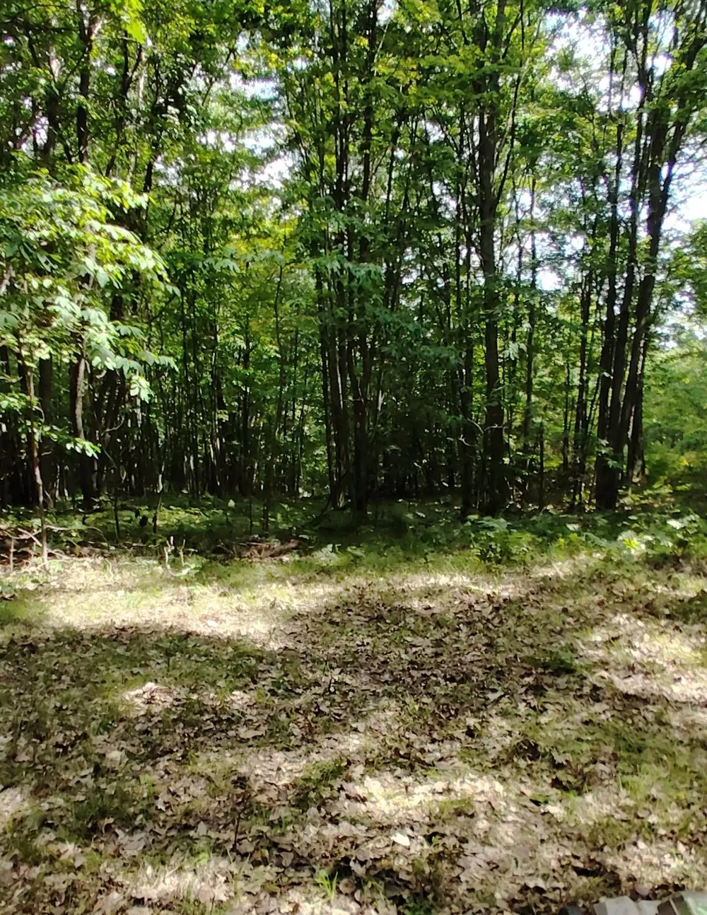 3 S Frank Smith Road Chase, MI 49623
