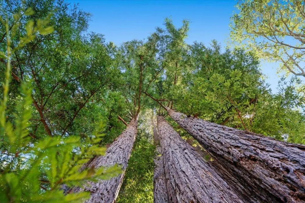 470 Tabor Drive Scotts Valley, CA 95066