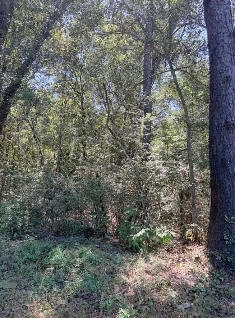 6 County Road 3103 Call, TX 75933