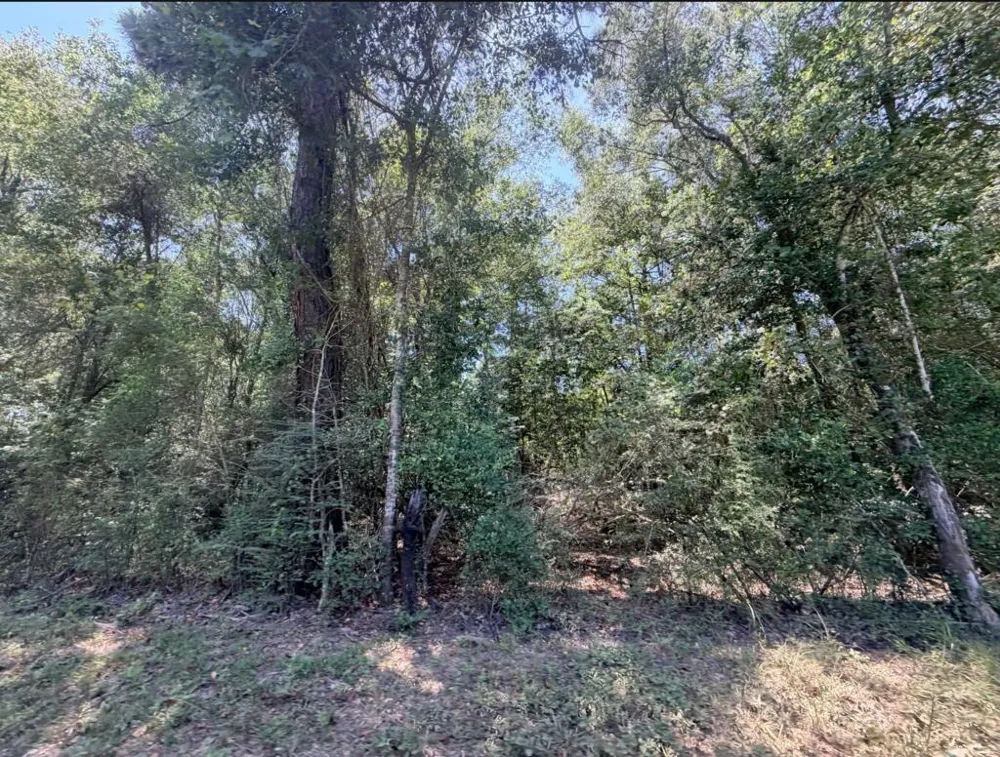 6 County Road 3103 Call, TX 75933