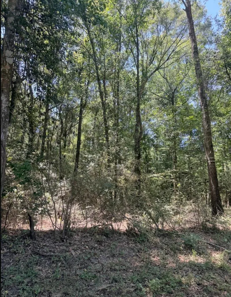 6 County Road 3103 Call, TX 75933