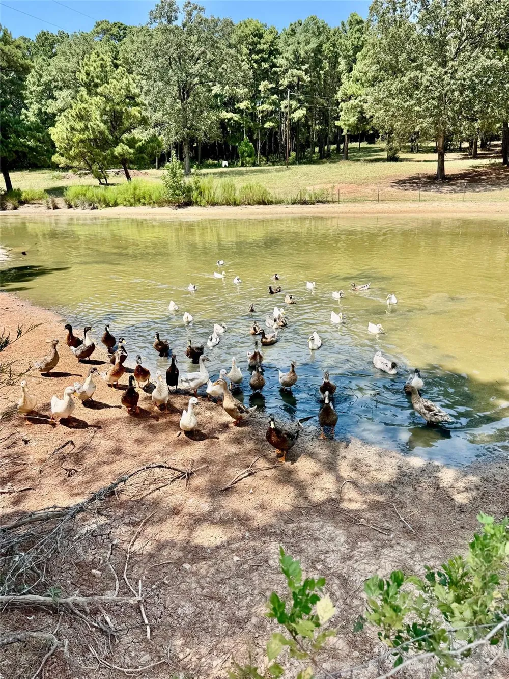1789 Fm 2076 Crockett, TX 75835