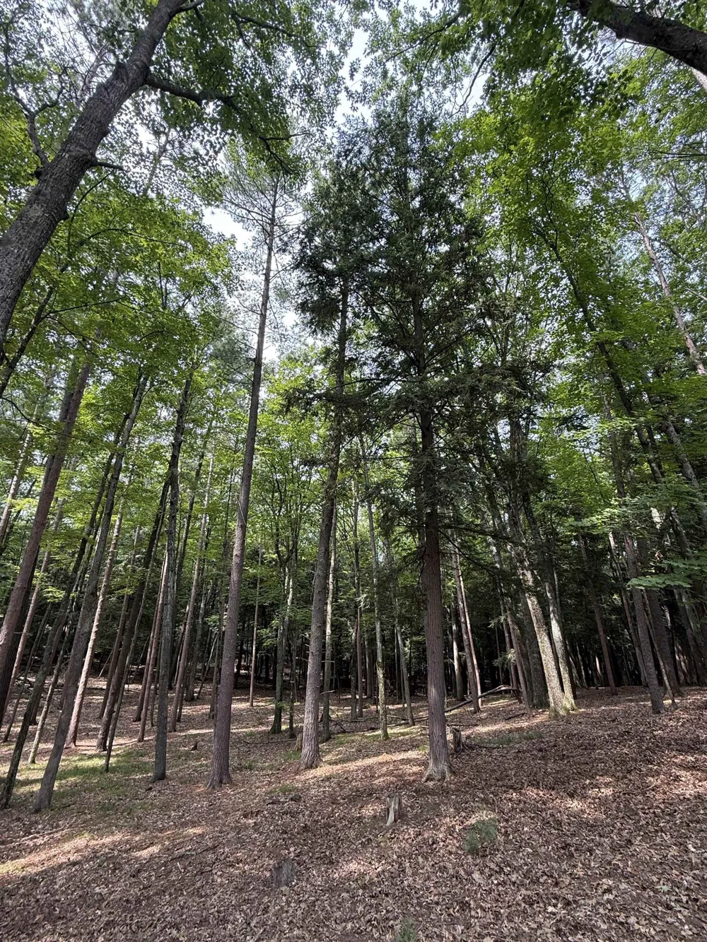 Albert Courtade Road East Bay Township, MI 49696