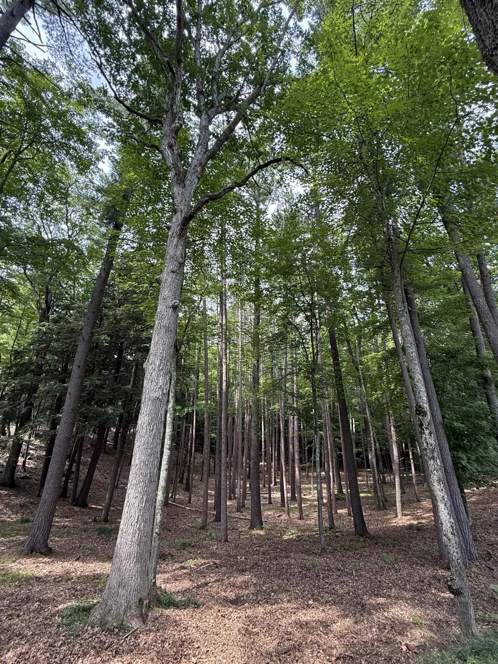 Albert Courtade Road East Bay Township, MI 49696
