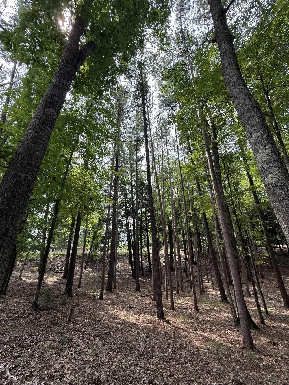 Albert Courtade Road East Bay Township, MI 49696