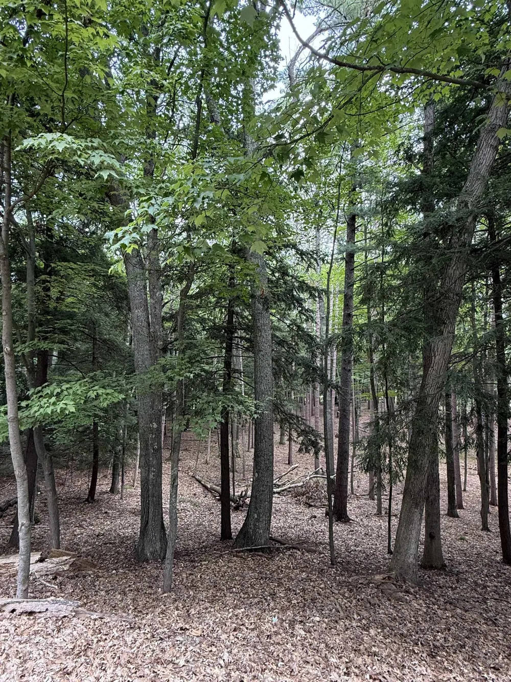 Albert Courtade Road East Bay Township, MI 49696