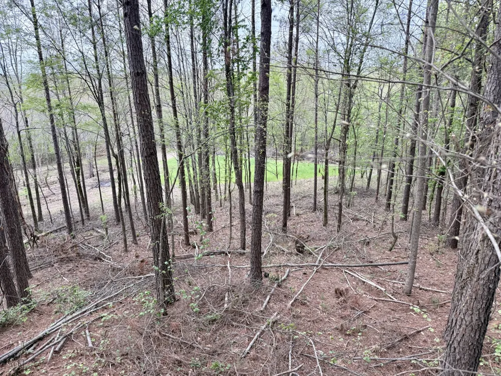 4424 Lane Spring Rd Cherokee, AL 35616