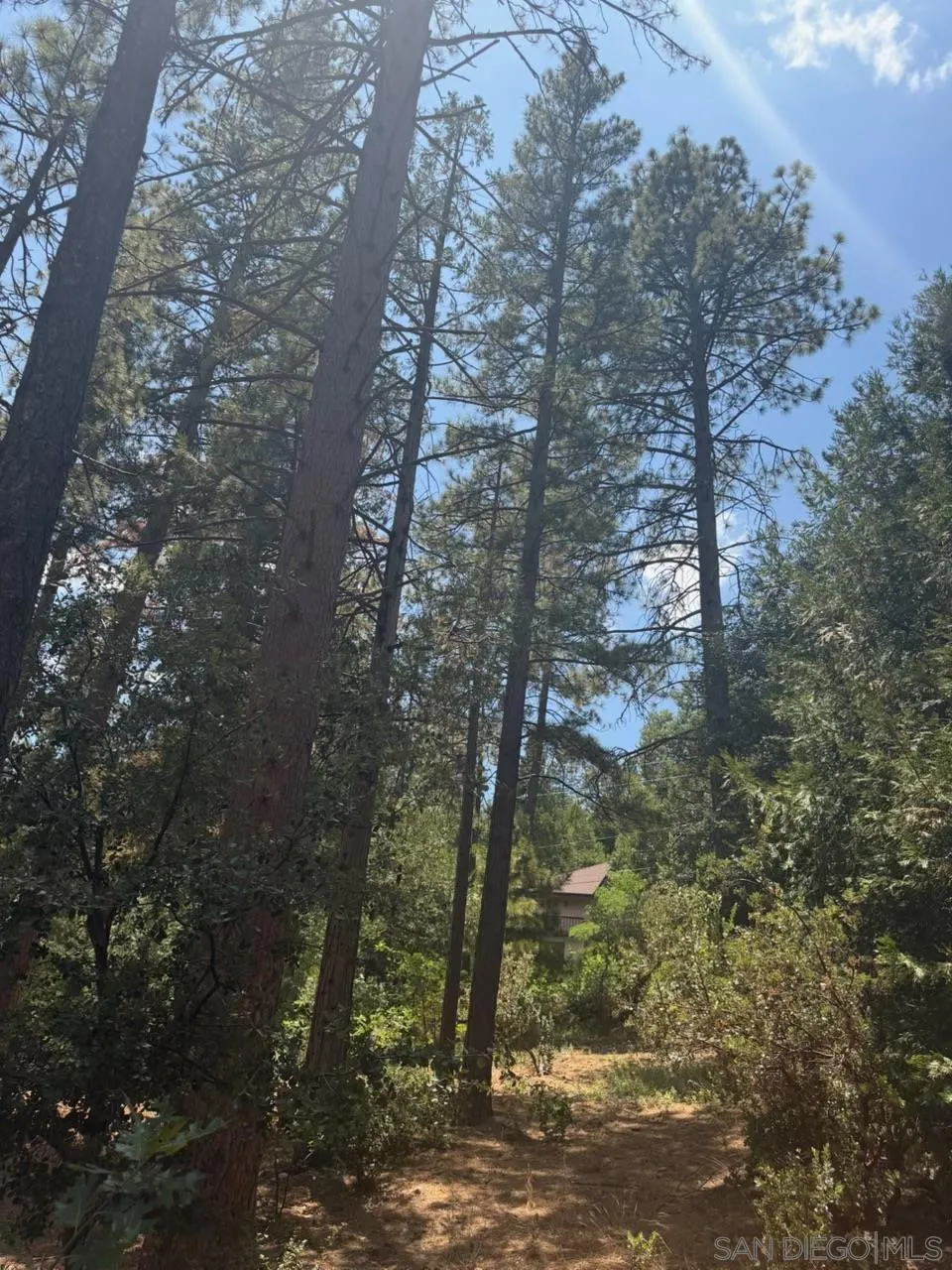 Big Pine Idyllwild, CA 92549