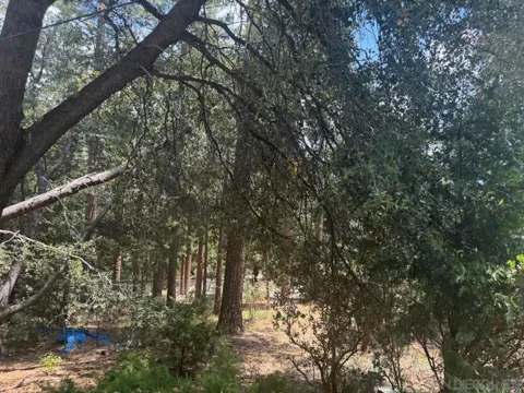 Big Pine