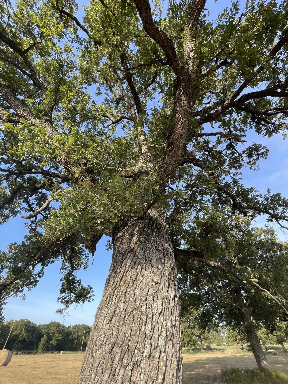 CR 1200 Athens, TX 75751