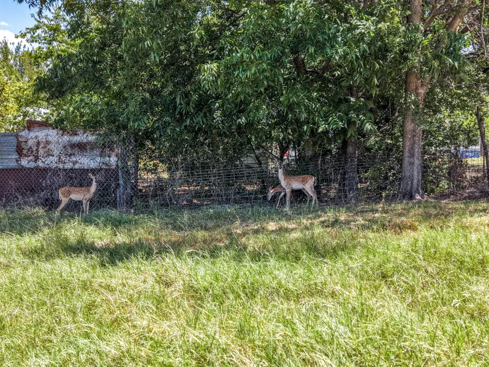 509 E Almante Avenue De Leon, TX 76444