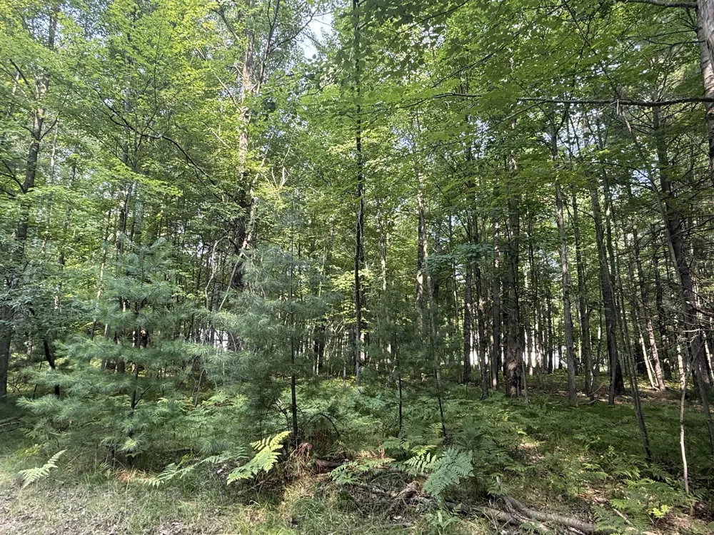 6804 Maple Court Stanwood, MI 49346