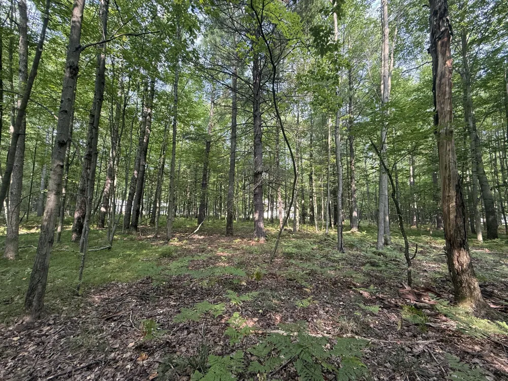 6804 Maple Court Stanwood, MI 49346